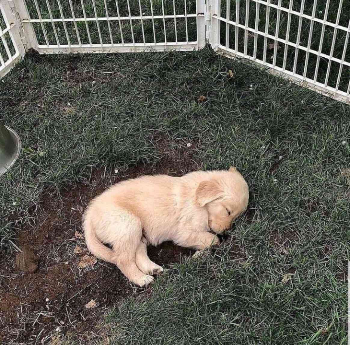 my parents found me crash-landed on earth like this 23 years ago