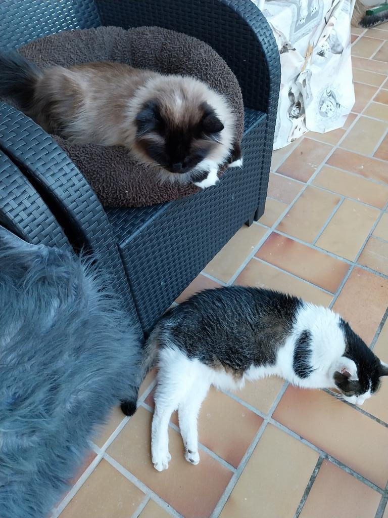 CarolaBetz's tweet photo. Feieraaaabend am Balkon .daaa ischs eeecht angenehmem
#Jaimie & #Amyyy 🐈🐈♥️ https://t.co/MMss4MvFsm