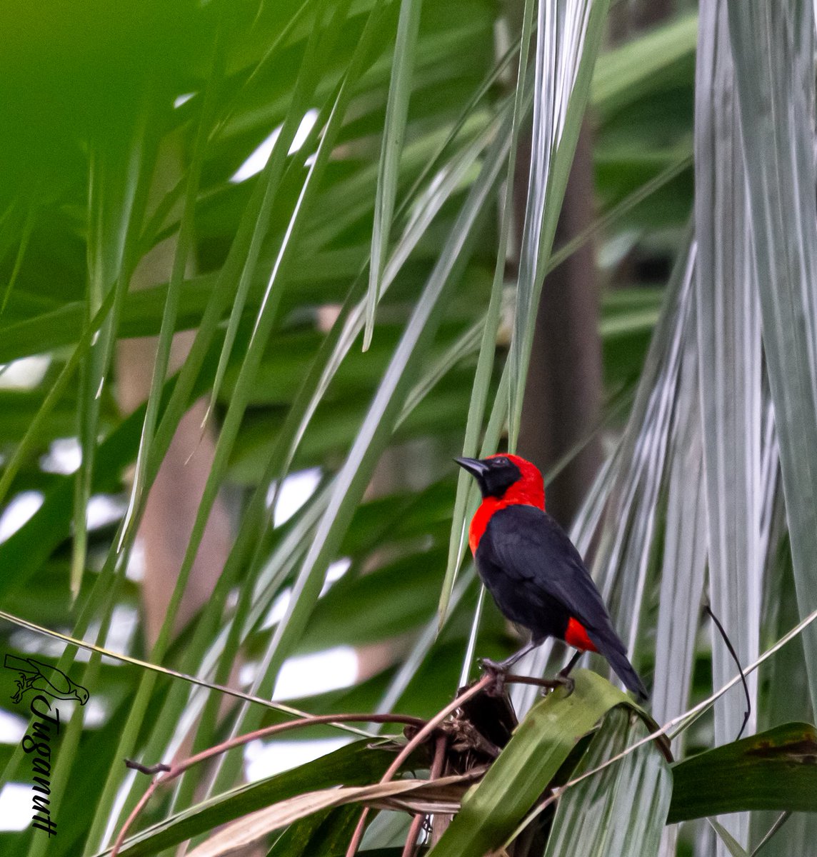 LekkiBirdClub's tweet photo. Red Vented Malimbe.
Image from @LufasiPark in Lagos, Nigeria.
#BirdsSeenIn2023 #malimbe #birdsoflagos #birdsofnigeria #birdsofafrica #forestbird #nature #birdphotography #birding #naturelover #birdwatching #conservation https://t.co/ICTBmXJTz9