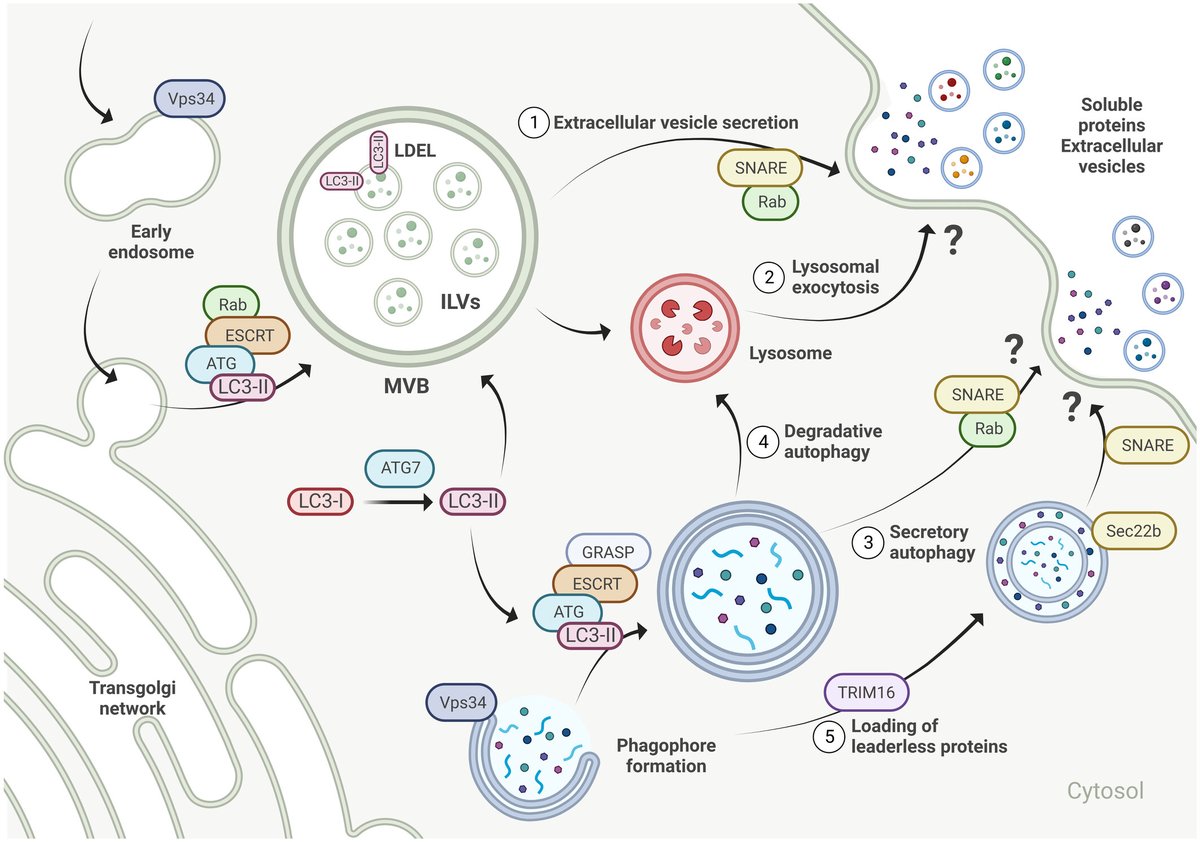 EMBO Reports (@emboreports) on Twitter photo A new review is online!
Klara Piletic, Ghada Alsaleh and Anna Katharina Simon <a href="/KirOxford/">Kennedy Institute of Rheumatology</a> <a href="/ndorms/">NDORMS</a> <a href="/UniofOxford/">University of Oxford</a> and <a href="/MDC_Berlin/">Max Delbrück Center</a> tell you how #autophagy orchestrates the crosstalk between #cells and #organs.
-> embopress.org/doi/full/10.15… A new review is online!
Klara Piletic, Ghada Alsaleh and Anna Katharina Simon <a href="/KirOxford/">Kennedy Institute of Rheumatology</a> <a href="/ndorms/">NDORMS</a> <a href="/UniofOxford/">University of Oxford</a> and <a href="/MDC_Berlin/">Max Delbrück Center</a> tell you how #autophagy orchestrates the crosstalk between #cells and #organs.
-> embopress.org/doi/full/10.15…