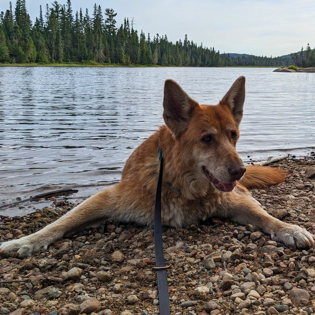 TheKasPack's tweet image. Let this photo of my Dav girl basking in the tranquility of Rabbit Blanket Lake in Lake Superior Provincial Park be a reminder that our four-legged friends long to roam the wilderness by our side.

#AdventuresWithFurBabies #PawsOnThePath #OutdoorBuddies #UnleashTheWanderlust