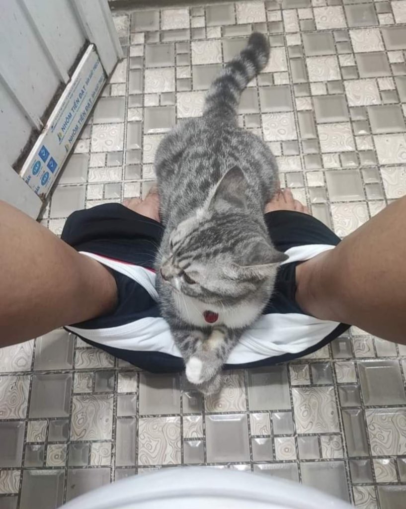 PostsOfCats's tweet photo. https://t.co/L1FY1JLWqd