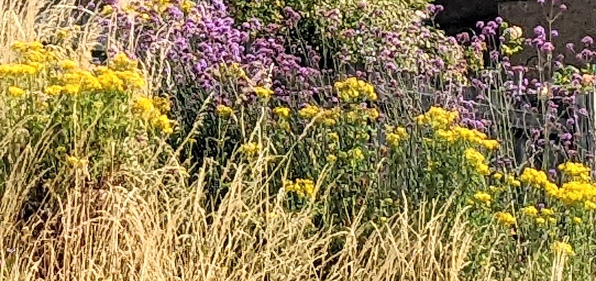 ChloeLe39602964's tweet photo. Seems to be a lot of ragwort appreciation on her at the moment - saw this on a bank by a garden - really like the way the verbena sets off the ragwort 

#wildflowerhour #gardens #prairieplanting https://t.co/dIEdMJ3eLK