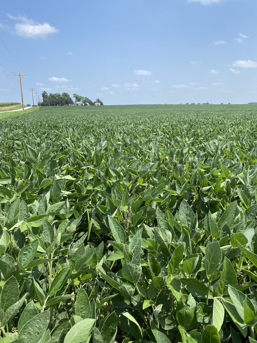 <a href="/crich961/">Corbin Richardson</a> may have the most beautiful beans in Piatt County! 

ProHarvest AE3131, are waist high and thriving. 

<a href="/ProHarvestSeeds/">ProHarvest Seeds Inc</a> 
#ProHarvest
