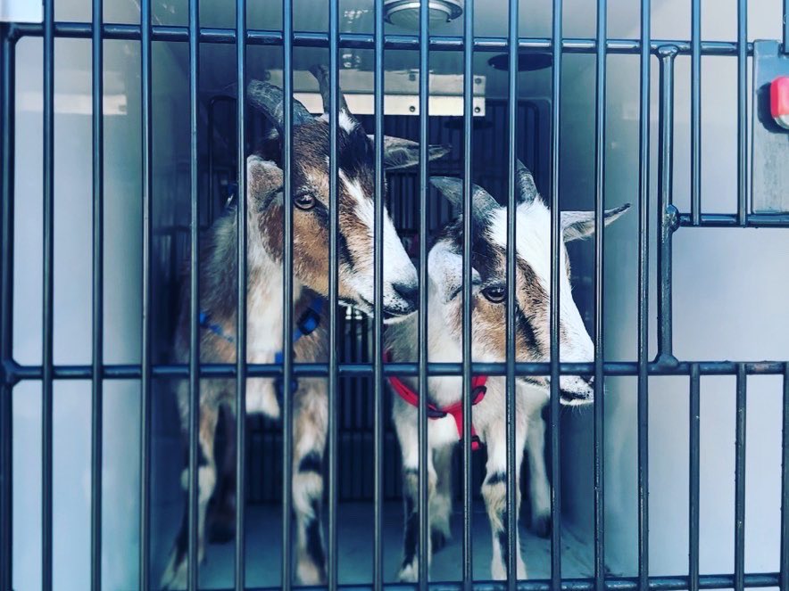 It was an unexpected start to this Wednesday when Deputy Wiersma was called out to pick up two goats walking down a sidewalk in Jamestown Township! The two are now safely at 
<a href="/HarborHumane/">HarborHumaneSociety</a>! 

Please call the Harbor Humane Society if you have any information!
