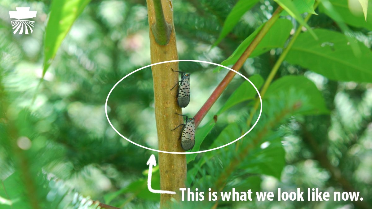 PAAgriculture's tweet photo. Let’s get squashin’, PA! Spotted Lanternflies have entered their adult phase. This is their most destructive phase. Now is the time to act. If you see a #BadBug, SQUASH IT!

Learn more: https://t.co/KvDtP3Pl2p https://t.co/JbNY1gZDc2
