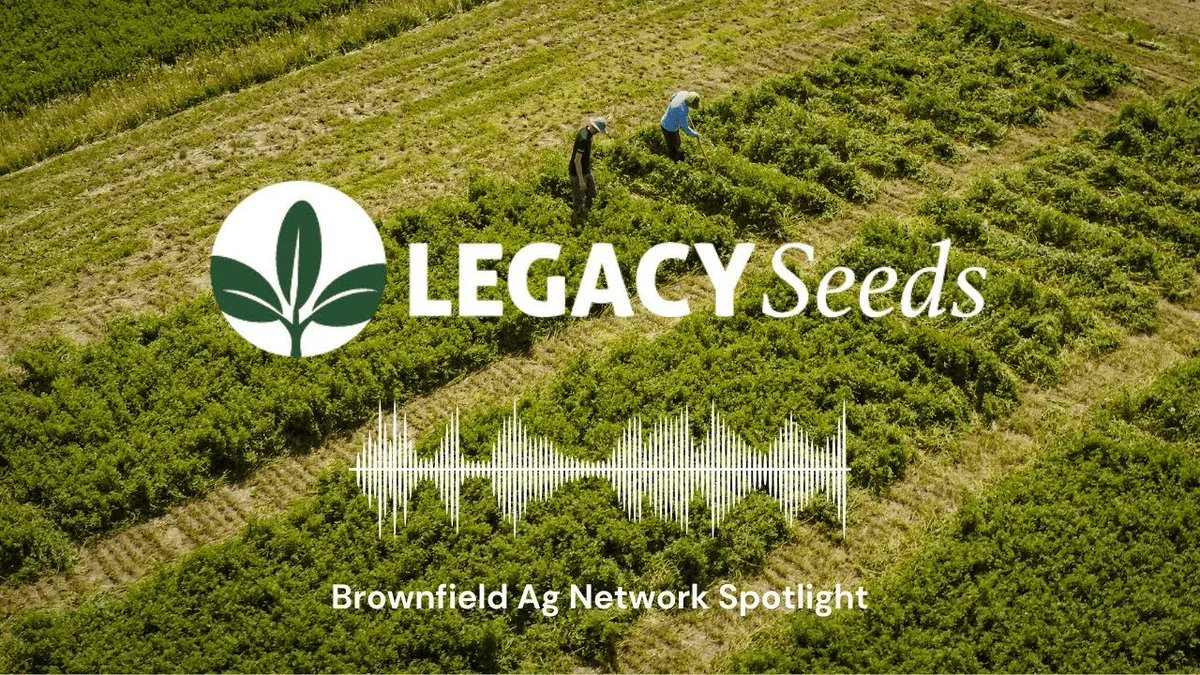 LegacyYields's tweet image. Judd Hodgen is an expert in forage. Listen as he brings us behind the scenes at Legacy Seeds where we do thousands of tests every year to maximize #yield and #digestibility.

We&apos;re all about helping Wisconsin farmers create their own legacy. buff.ly/3UfEIP6