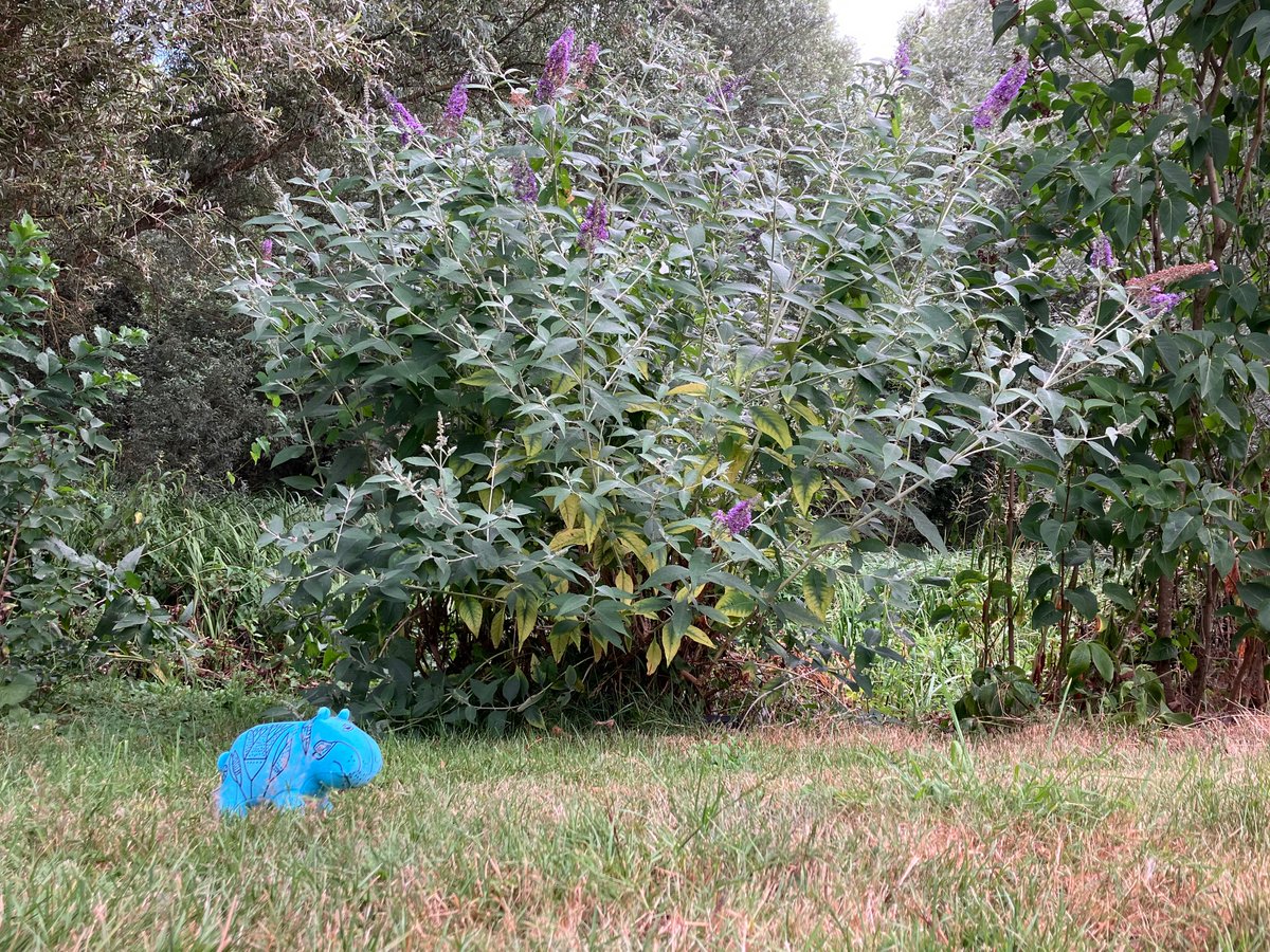 Home is where the hippo is. 

For the foreseeable future, that includes this garden 🪴💕

#WilliamHippoTravels but is now home in his new home in Belgium. And so am I.