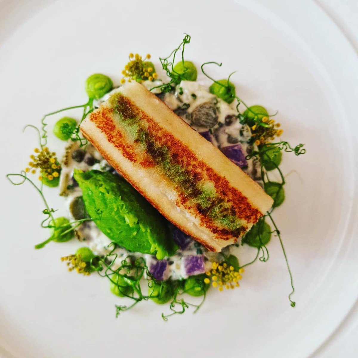 New fish starter on the lunch menu sole and parsley mousse croustillant with confit purple potato, tartar sauce and pea purée #purslanerestaurant #edinburgh #doversole #pea