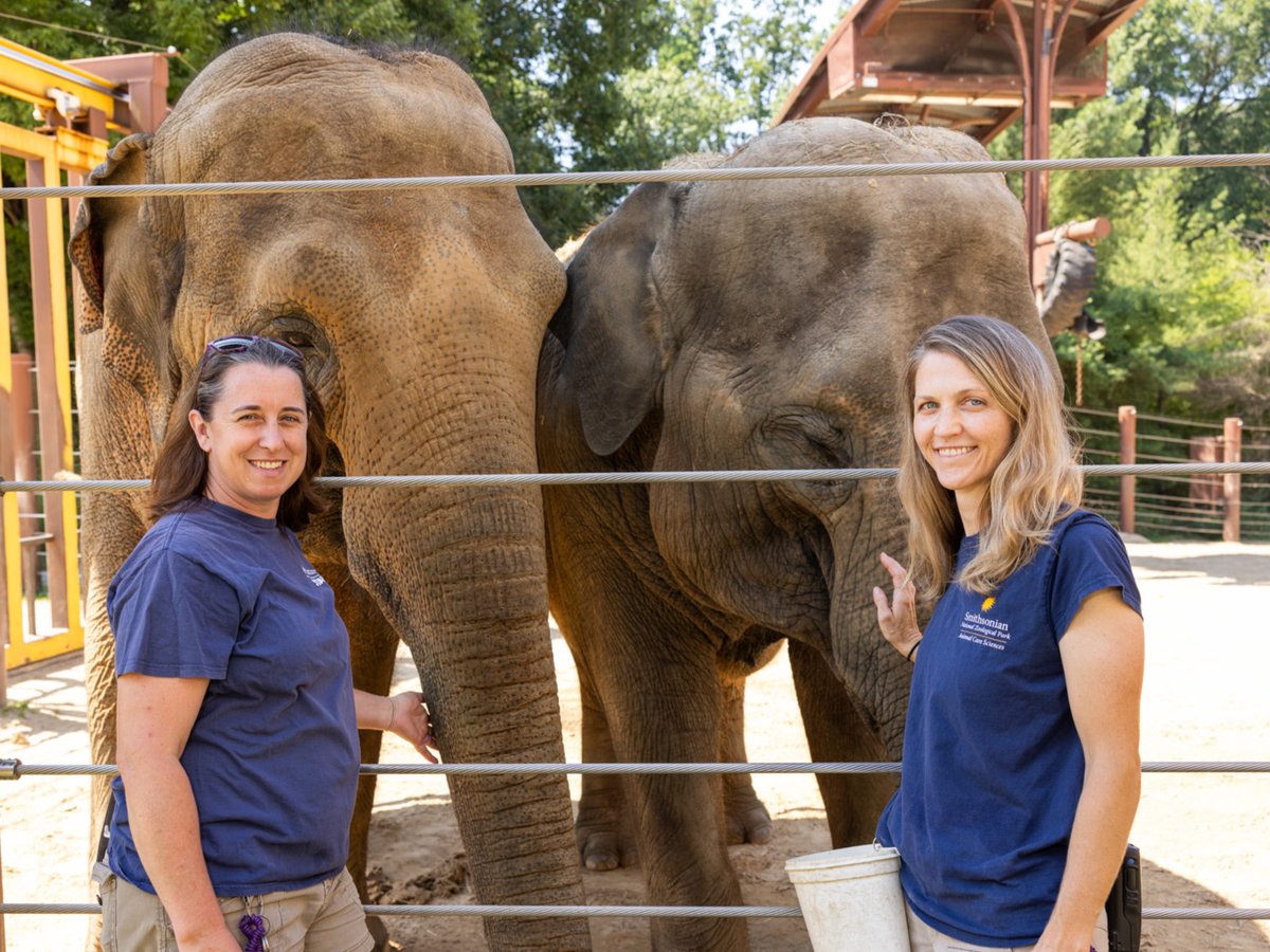 🐘 Raise your trunks for Robbie, Ashley, Megan + Rebecca—our amazing Elephant Trails keepers! Ever since Trong Nhi + Nhi Linh arrived last fall, the team has helped them acclimate to their habitat and successfully participate in our husbandry + medical training program! #NZKW2023