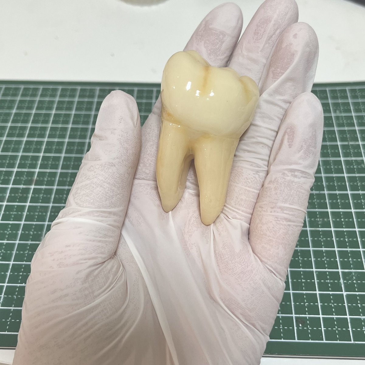 wada__labo's tweet photo. お仕事・受験勉強・学会発表のつよい味方が生まれそうです🦷 https://t.co/WAmUBMBAbt