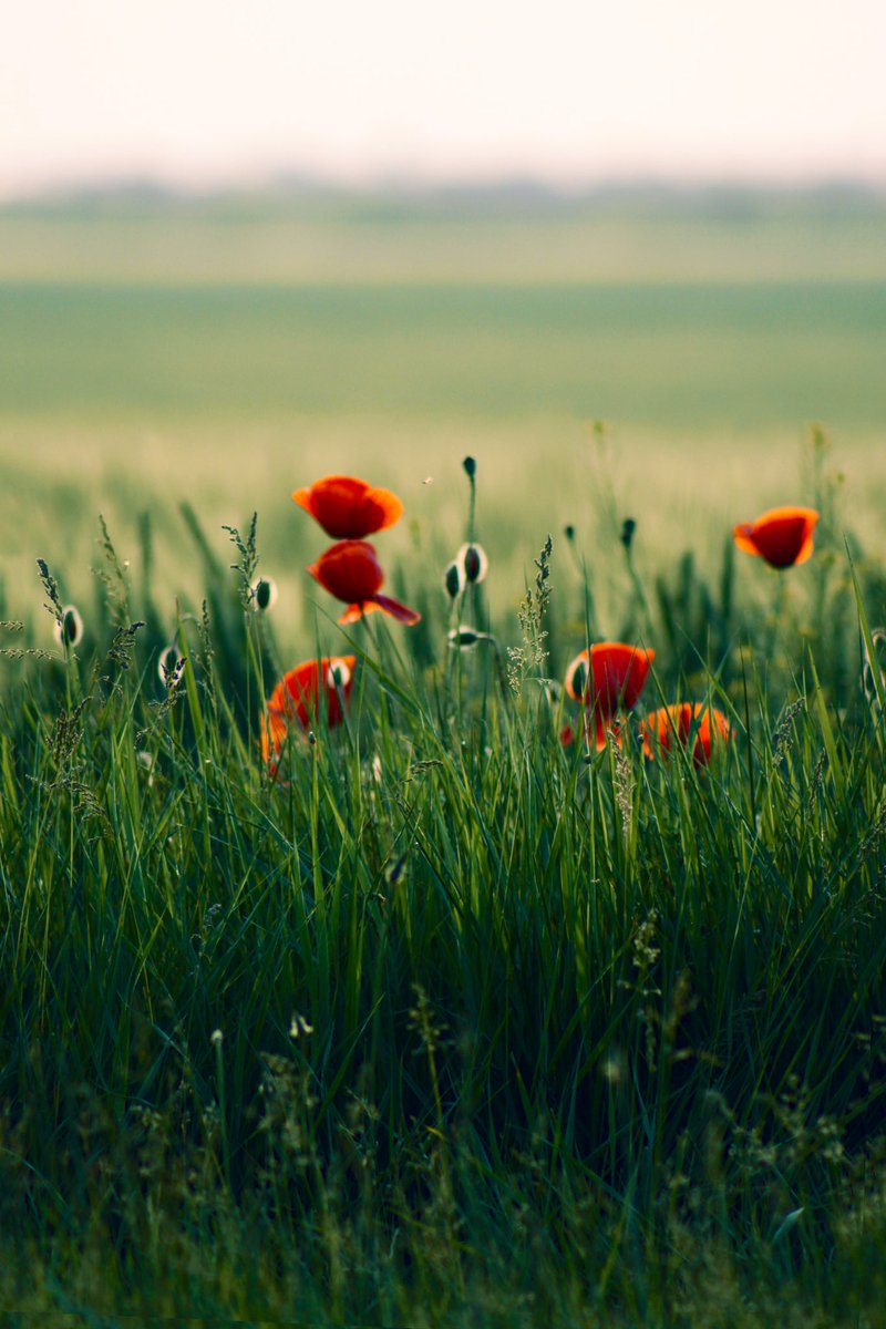 #wednesdaythought 

You are the one deciding
what kind of reality you want
to grow in your garden.

Is it going to be your fears and worries
or your desires and passions?

Every thought is a seed.
Plant them with love. ♥️