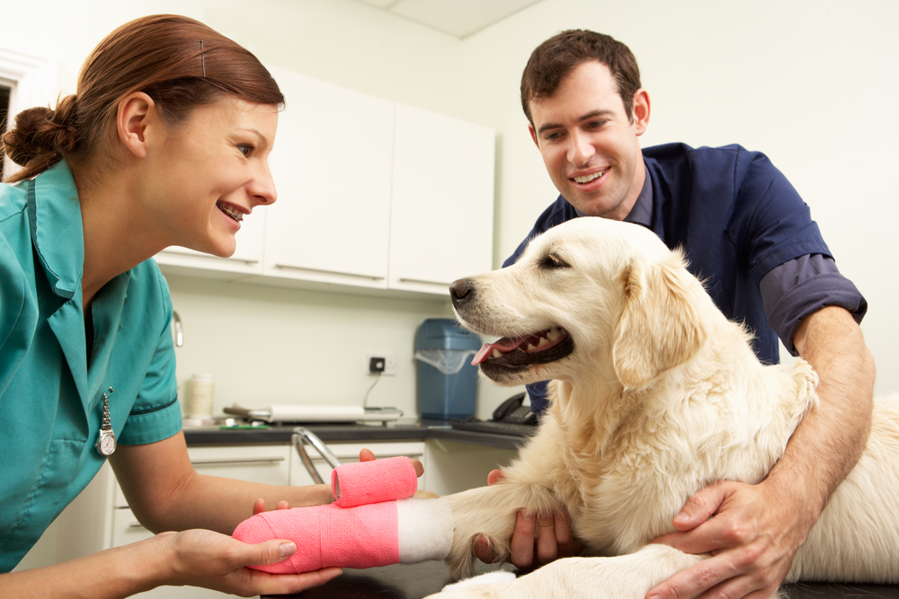 NYSBAInsurance's tweet photo. After all, your pets are a part of your family. Now you can help protect them with a pet insurance plan offered to NYSBA Members.

https://t.co/uOpzJ7lbMZ https://t.co/igtsl4N645