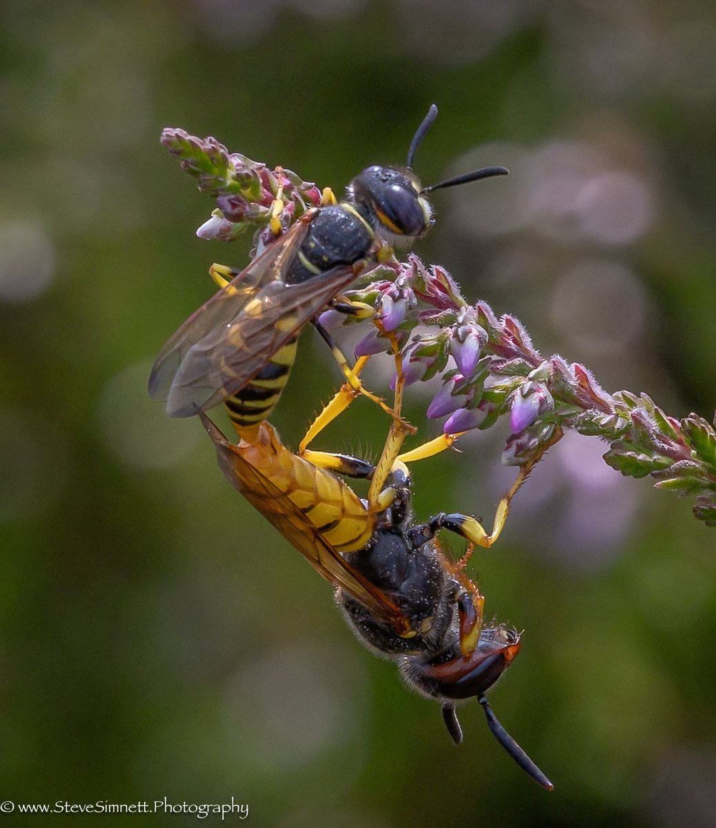 ImperialEagle's tweet photo. I believe these are Bee Wolf(s). Thursley Common, Surrey. The first photo shows in-cop & then a few seconds later another joins the party. The female appears huge in comparison to the others. Can anyone please confirm all Bee Wolf ? @UK_Wildlife @RoyEntSoc #entomology #BeeWolf https://t.co/kcQQk30biU