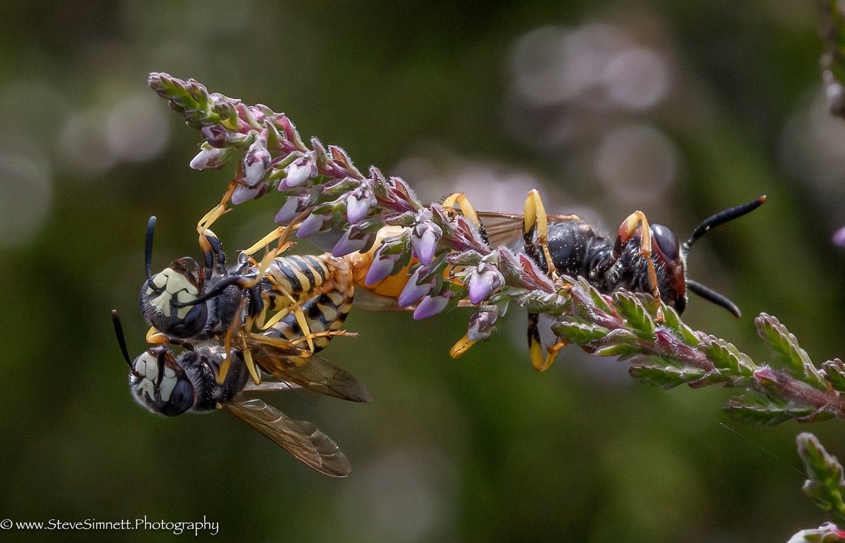 ImperialEagle's tweet photo. I believe these are Bee Wolf(s). Thursley Common, Surrey. The first photo shows in-cop & then a few seconds later another joins the party. The female appears huge in comparison to the others. Can anyone please confirm all Bee Wolf ? @UK_Wildlife @RoyEntSoc #entomology #BeeWolf https://t.co/kcQQk30biU