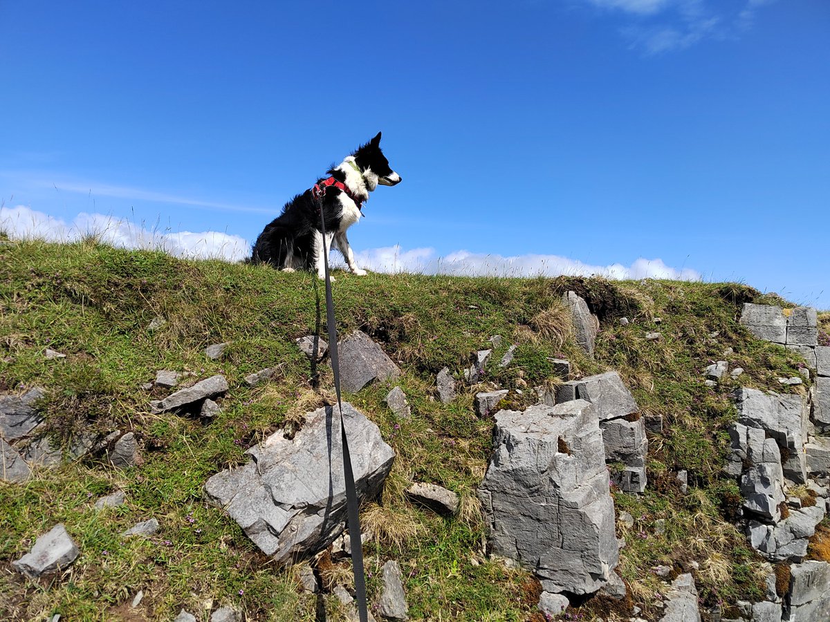 smoggiewalks's tweet photo. Enjoy the sunshine #explorelocal #discoverlocal #getoutside #BorderCollie #breconbeacons #cambrianway #beaconsway @BeaconsWarden @DerekTheWeather @OrdnanceSurvey @ExploreBreconB https://t.co/iCFCd4pFGb