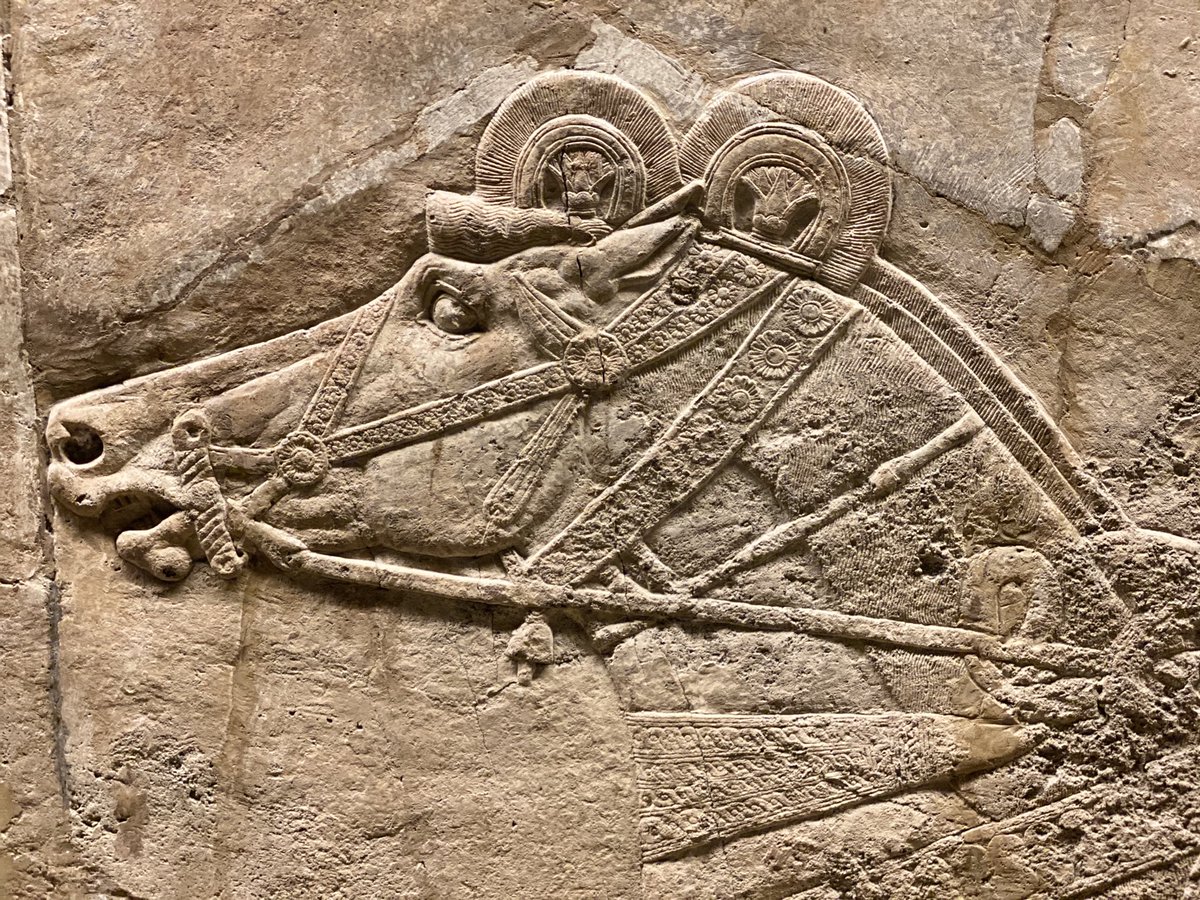 chapps's tweet photo. The Assyrian portraits of horses on the wall reliefs from the royal palace of Nineveh are truly spectacular. Muscular bodies covered in elaborate harnesses, minutely detailed with floral designs and crescent-shaped crests on top of their heads. #ReliefWednesday #BritishMuseum https://t.co/K6Htj2btvU