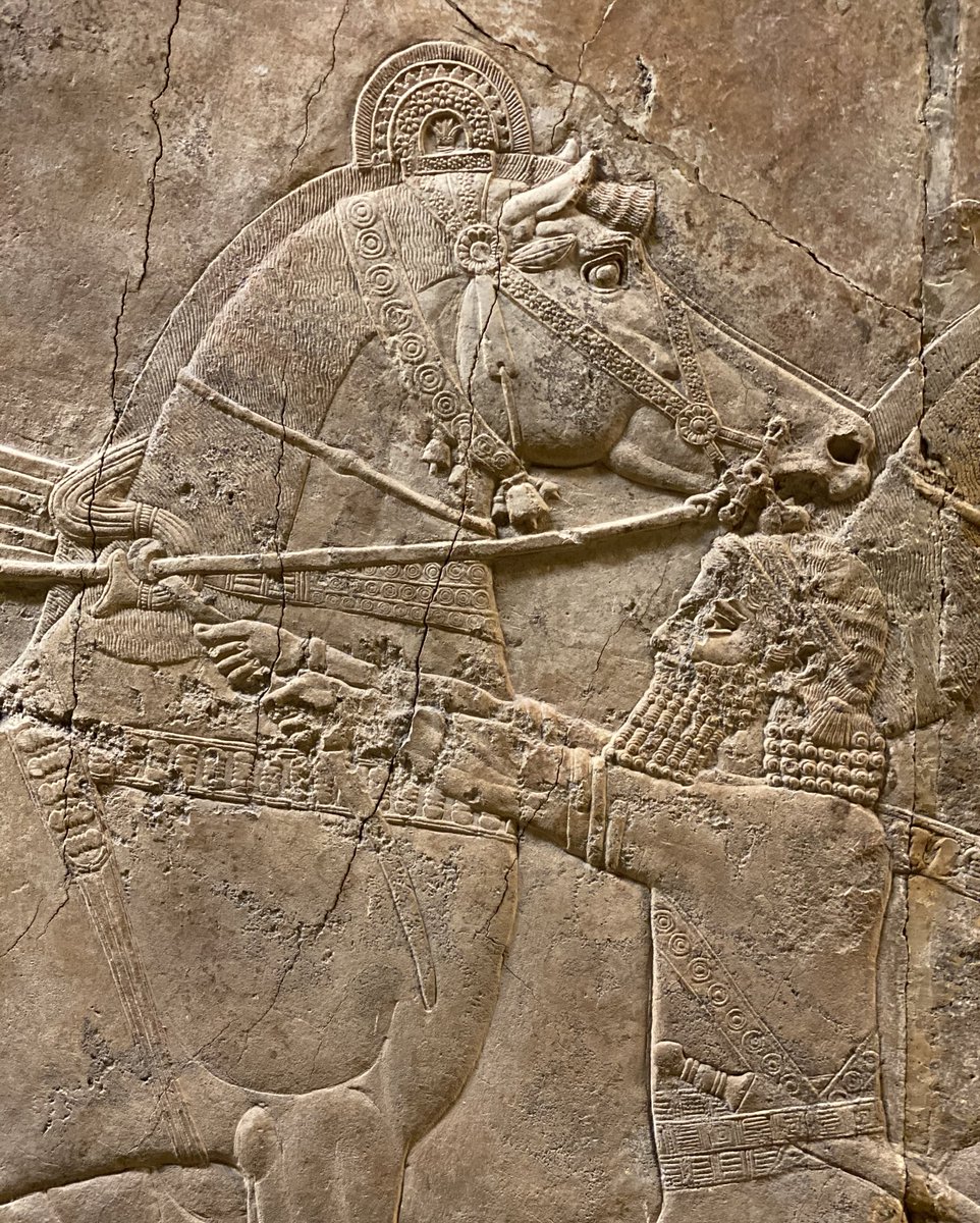 chapps's tweet photo. The Assyrian portraits of horses on the wall reliefs from the royal palace of Nineveh are truly spectacular. Muscular bodies covered in elaborate harnesses, minutely detailed with floral designs and crescent-shaped crests on top of their heads. #ReliefWednesday #BritishMuseum https://t.co/K6Htj2btvU