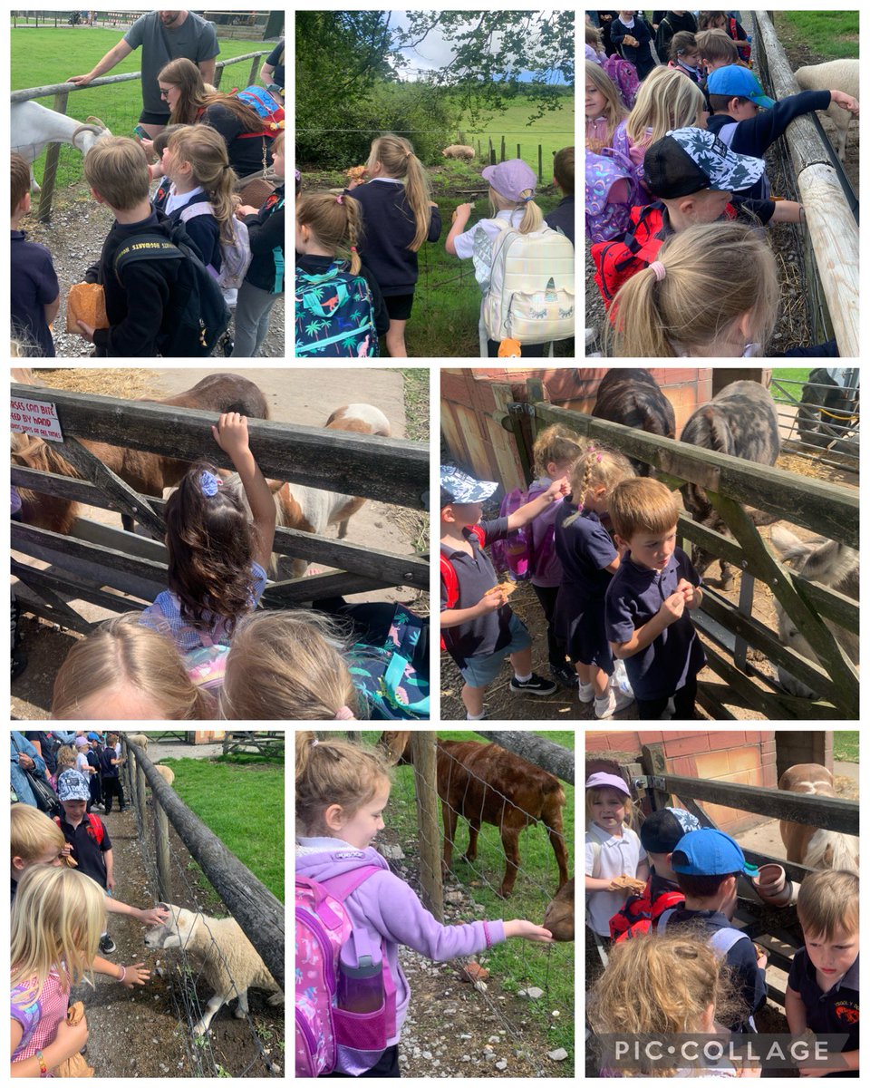ysgolyddraig's tweet photo. We had a fantastic time visiting Wiggley's Fun Farm today. We met the farm yard animals, explored the play areas and enjoyed a well earned lollipop. A massive thank you to all those volunteers who helped us make it super special experience for us #YYDHensol #YYDEnjoy #YYDwellness https://t.co/ce9EMJ6pM2