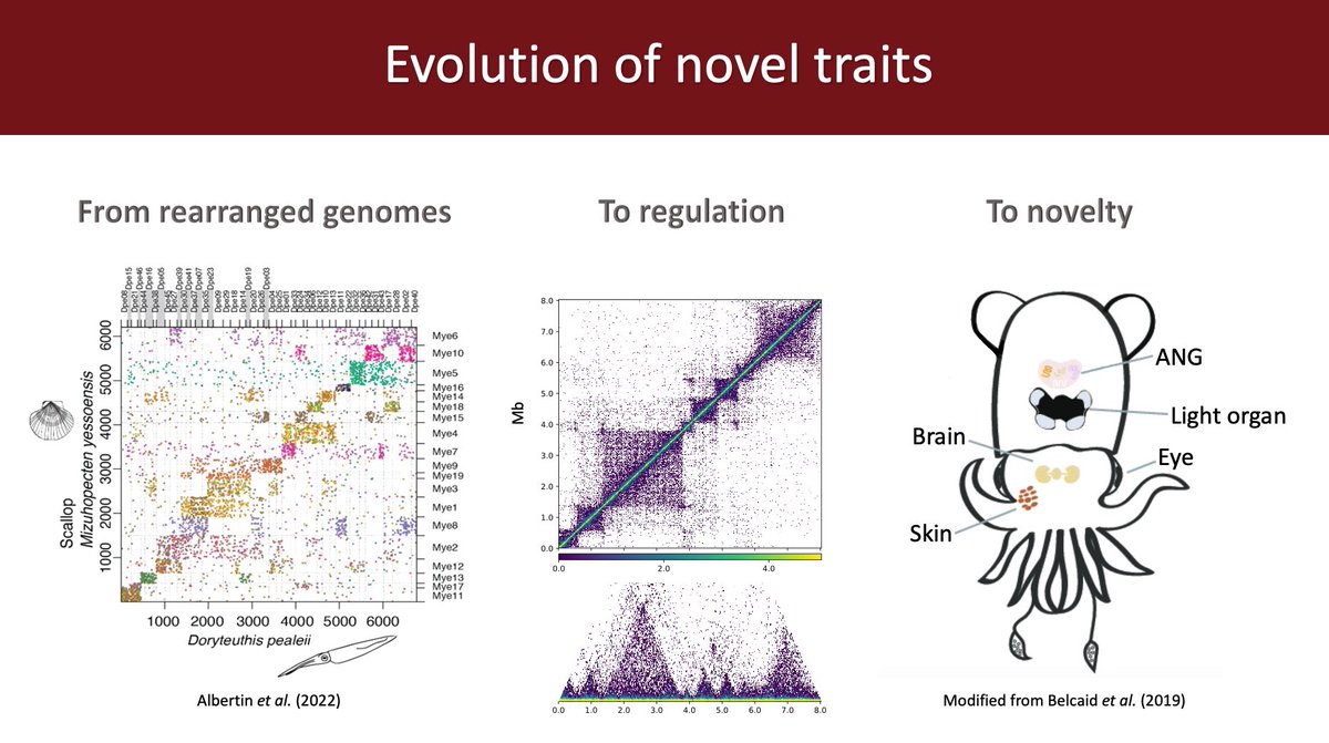Not long until #SMBE2023! We’ve been studying the evolution of novelty in cephalopods by using high resolution genome topology data to look closely at differential chromatin loops and TAD structures. Come to my talk next Tuesday at 2pm in AD1 to learn more!