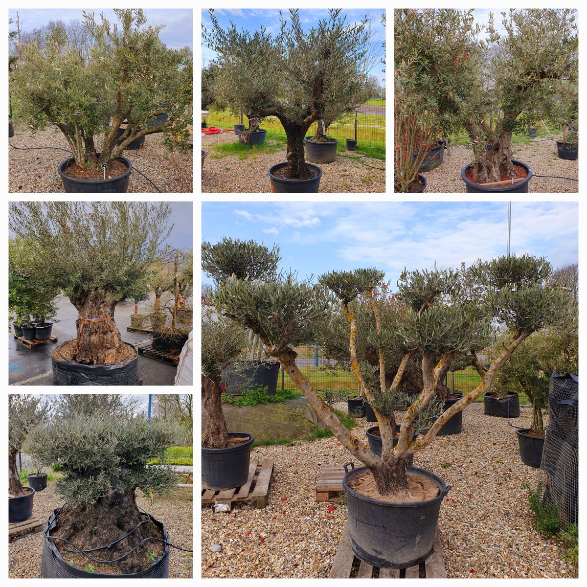 Vous les adorez nos Oliviers sont en promotion avec moins 30% 🌳 dans votre jardinerie <a href="/CapVegetal/">Jardinerie CAP VEGETAL</a> de Lieurey