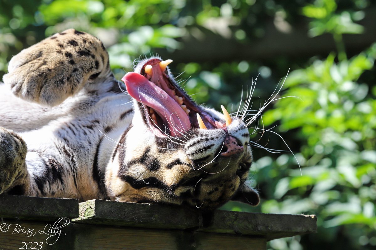 brglilly's tweet image. Tae the Clouded leopard yawning on the platform @exmoorzoo #cloudedleopard