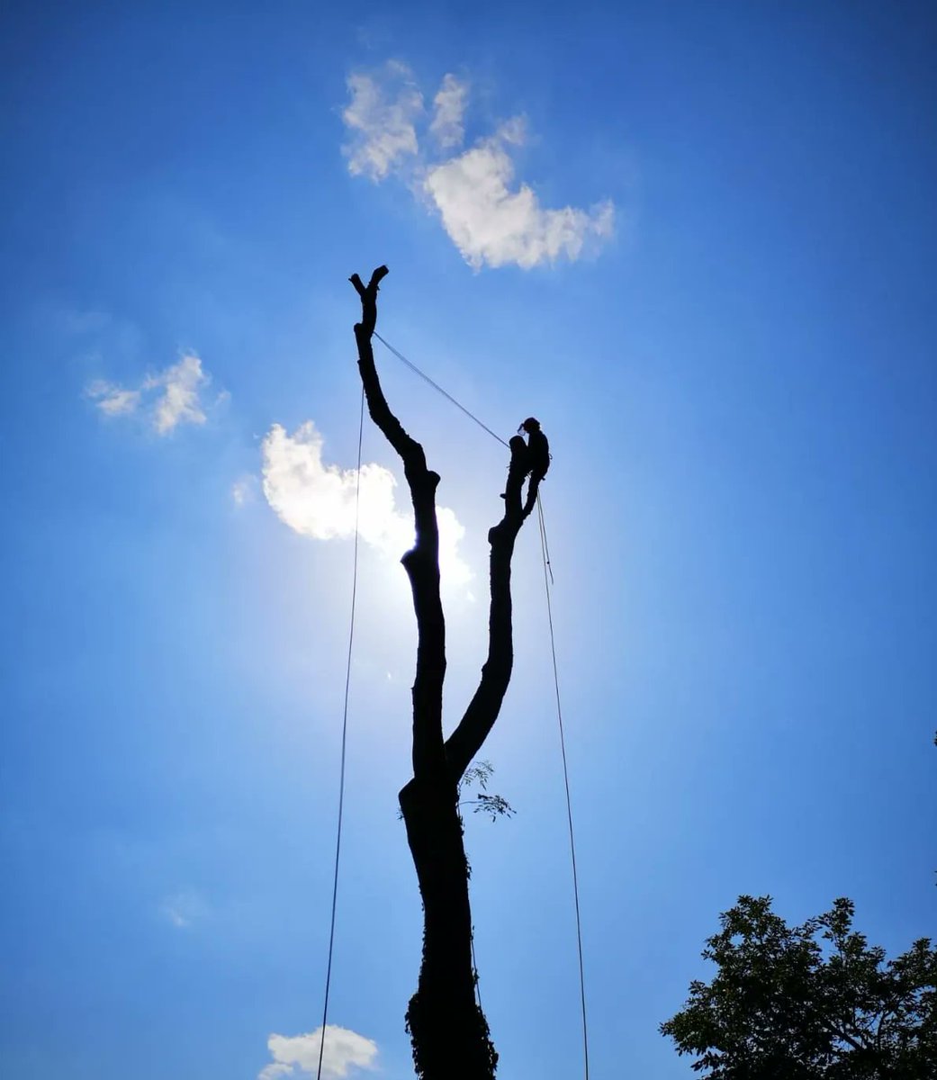coed_net's tweet photo. This weeks Business of the Week is Will Heal Tree services based near #abergavenny @willhealtrees offers all aspects of tree services and can offer mobile milling, to find out more check out their page on CoedNet https://t.co/rE8gABSncJ https://t.co/bZKpCuXQtI