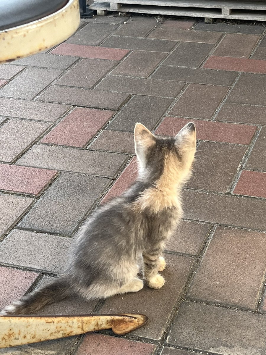 tab_mykd's tweet photo. 亀さんに興味しんしんな
猫ちゃんを発見🐢🐈✨

#猫
#NFT https://t.co/e3SYw10C4G