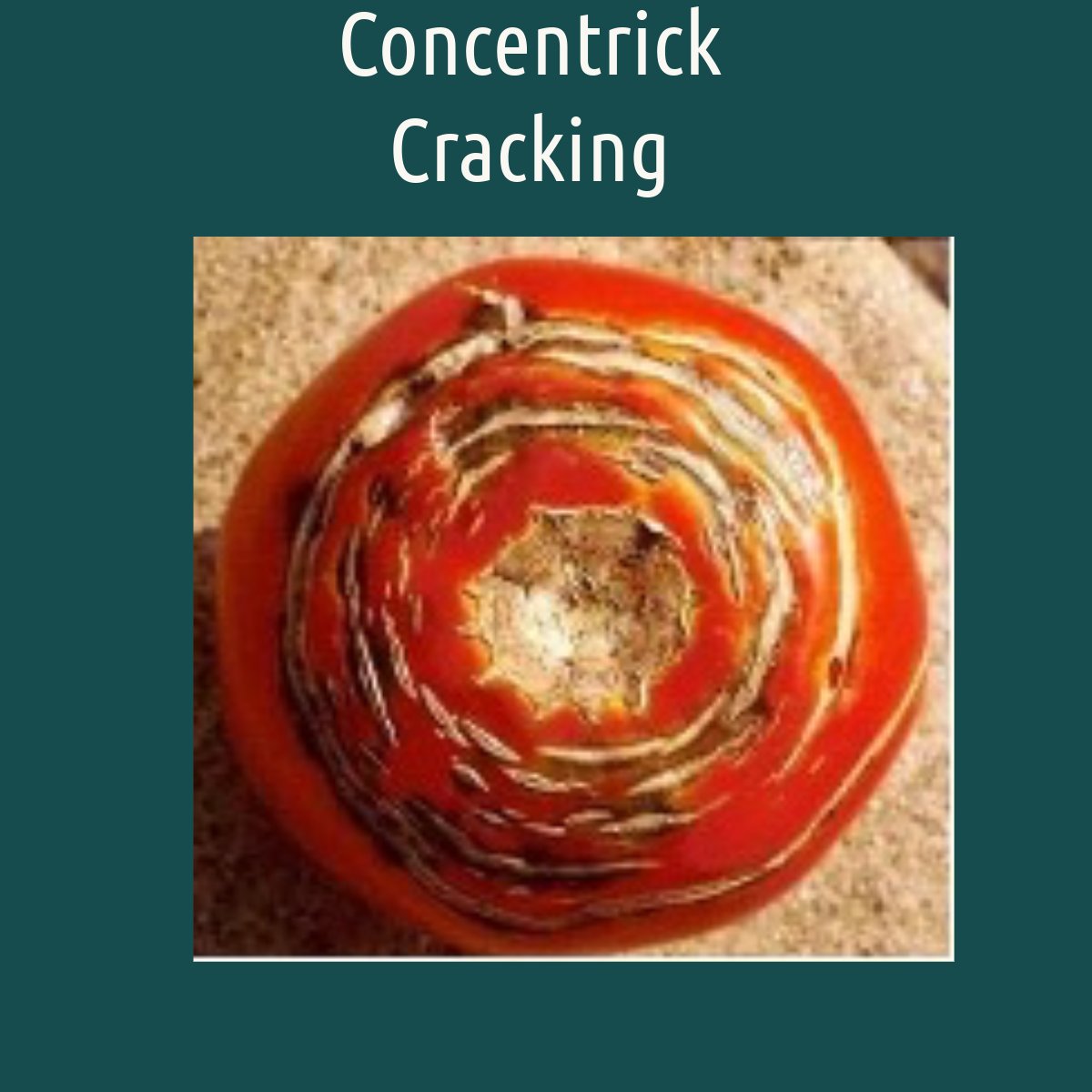 SonomaCountyMGs's tweet photo. Today -  cracking in Tomatoes
This takes 2 forms: radial &amp; concentric
Cracking occurs when the interior of the tomato expands faster than the skin. 
Causes are fluctuations in soil moisture, or lack of good foliage cover.
UCIPM at https://t.co/vTc67uWgmz
#sonomacountymg  #ucipm https://t.co/DvDb6qJWdg