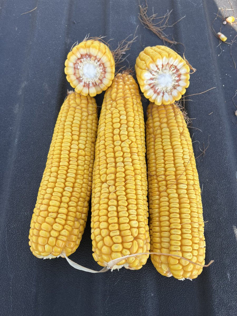 Integra 9678 vt2 doing it’s thing again here on the south plains. March 29th planting. Will be chopped in the next 7-10 days. @IntegraSeed <a href="/WilburEllisAg/">Wilbur-Ellis Agribusiness</a>  #cowchow