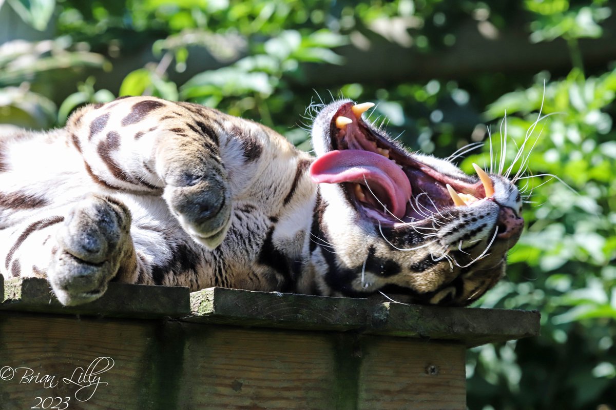 brglilly's tweet image. Tae the Clouded leopard yawning on the platform @exmoorzoo #cloudedleopard