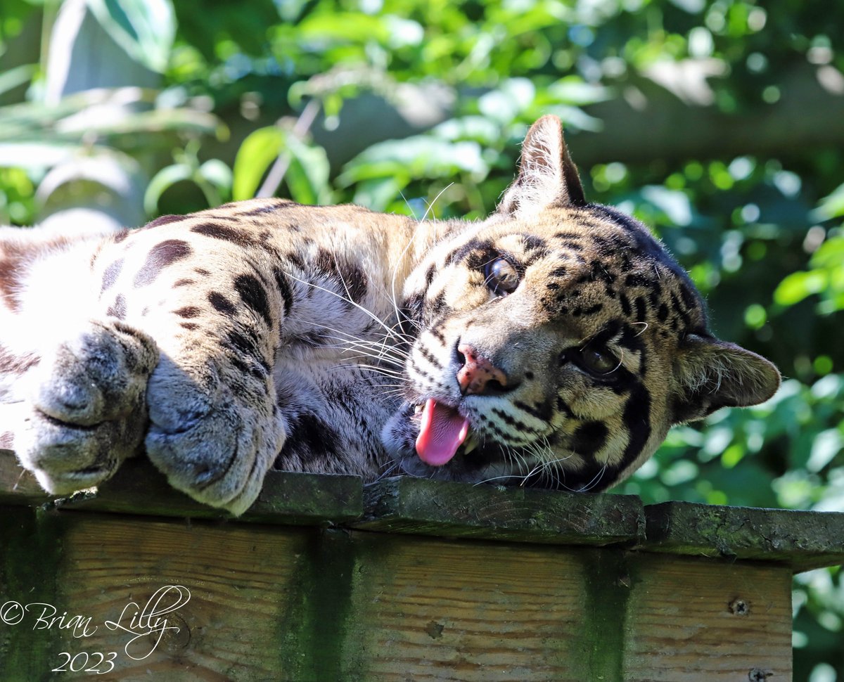 brglilly's tweet image. Tae the Clouded leopard yawning on the platform @exmoorzoo #cloudedleopard