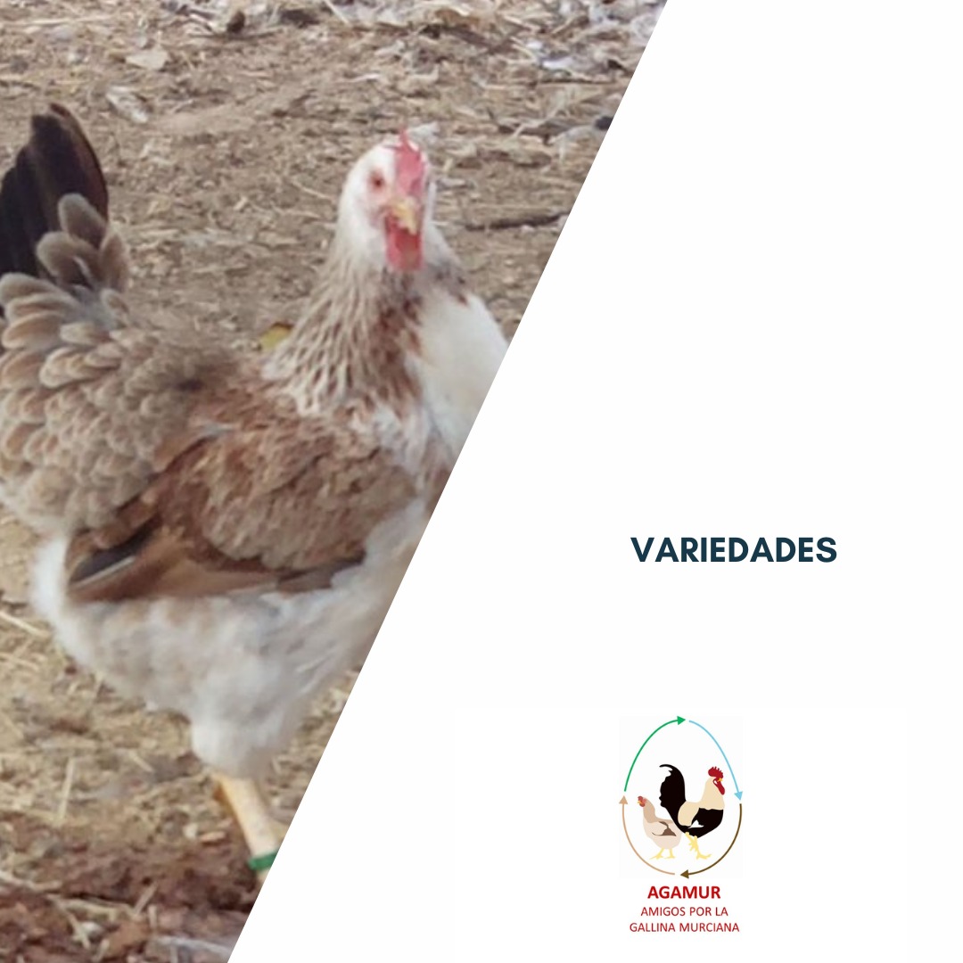 🐔Descubre la diversidad de colores en la gallina murciana 

 En esta raza tan especial, podemos encontrar dos fascinantes tipos que se destacan por su belleza y particularidades: Trigueña y Plateada.
agamur.eu/variedades-de-…