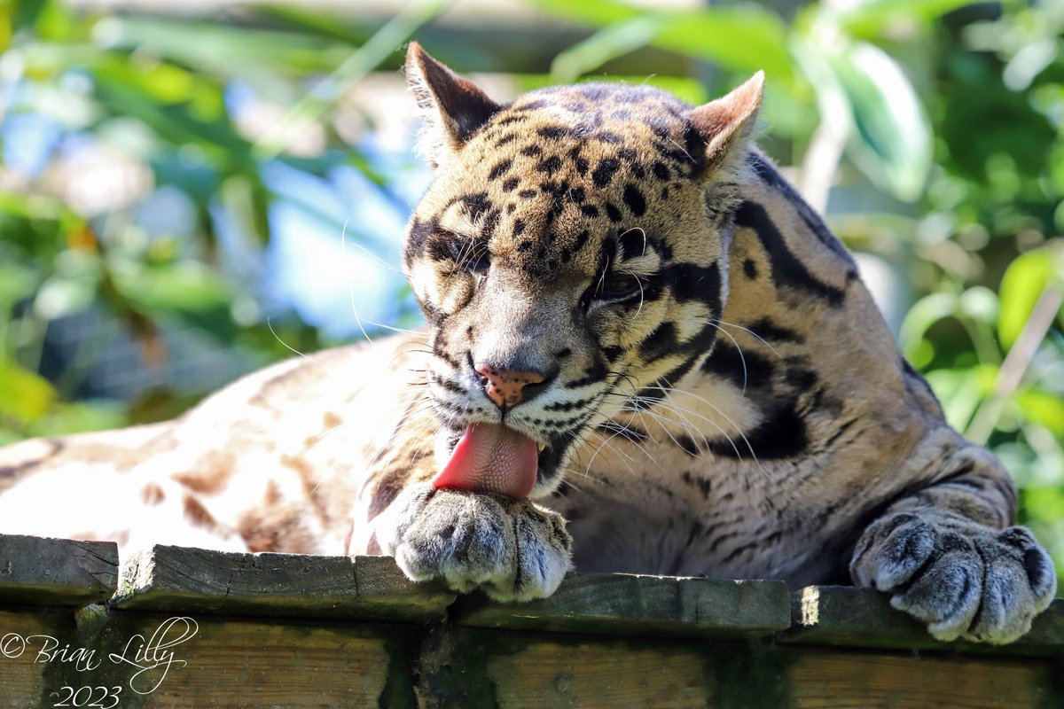 brglilly's tweet image. Tae the Clouded leopard yawning on the platform @exmoorzoo #cloudedleopard