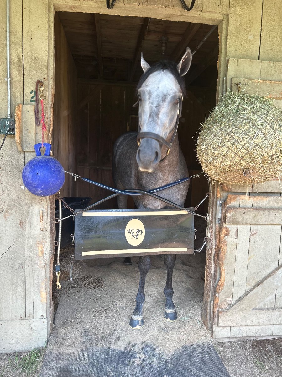 Also had the opportunity to meet Belmont Stakes winner Arcangelo this morning after he has his breakfast, what a handsome man and privilege to say hi https://t.co/USFWLis5uW