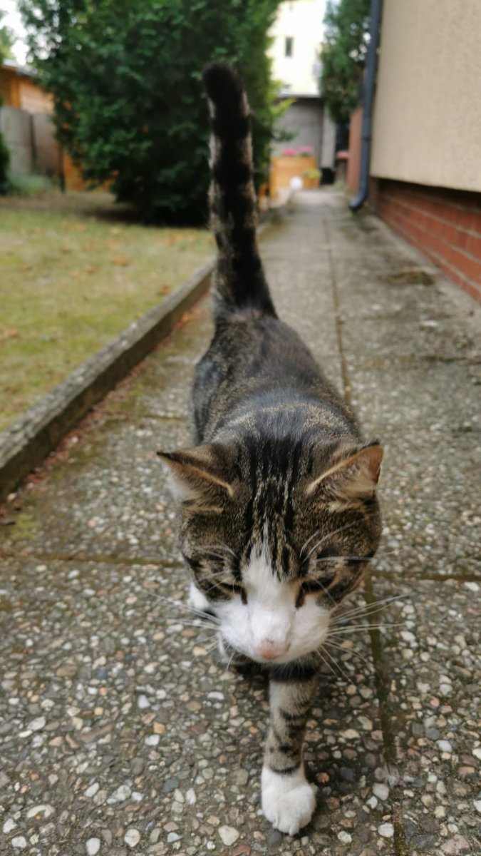Katzenland_eV's tweet photo. Wer kennt diese Katze? Besitzer in #Fürstenwalde gesucht!🥺  Sie ist zutraulich, hat ein graues Flohhalsband. Sie machte 3 Tage immer wieder auf sich aufmerksam. Sie ist nicht gechipt. Wir haben sie erstmal gesichert und bei uns aufgenommen. #katzevermisst #katze https://t.co/gy4hXqWG0W