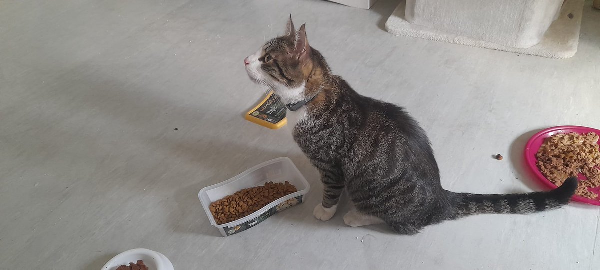 Katzenland_eV's tweet photo. Wer kennt diese Katze? Besitzer in #Fürstenwalde gesucht!🥺  Sie ist zutraulich, hat ein graues Flohhalsband. Sie machte 3 Tage immer wieder auf sich aufmerksam. Sie ist nicht gechipt. Wir haben sie erstmal gesichert und bei uns aufgenommen. #katzevermisst #katze https://t.co/gy4hXqWG0W