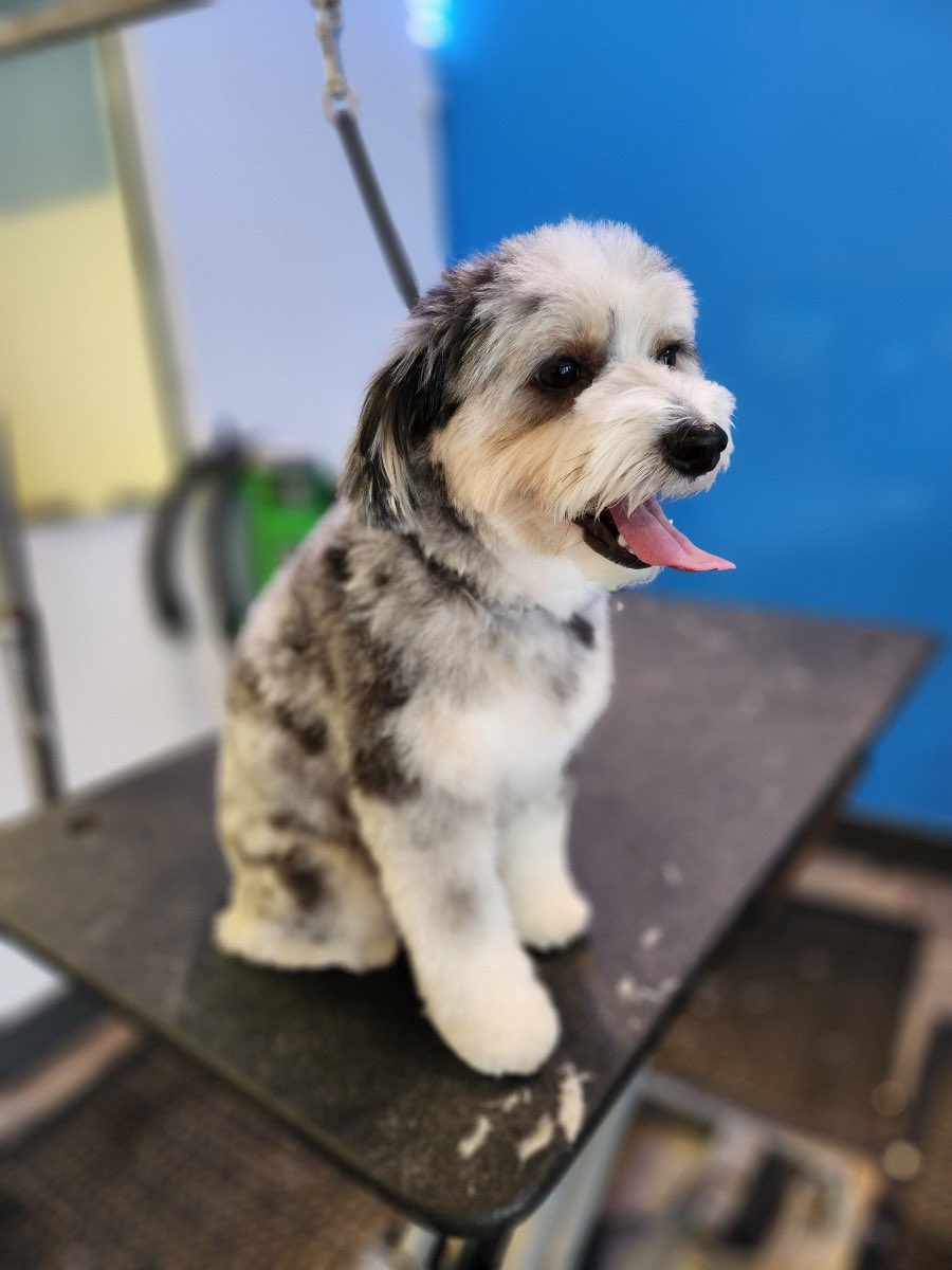 MuttandJoe's tweet photo. Bentley looking pawsitively handsome after his groom with El ✂️
. 
.
.
#muttandjoe #dogwash #doggrooming #coffeeshop #marylandgroomers #marylanddogs #marylanddogspots #marylandcoffee #mddogs #severnapark #severnaparkmd #severnaparkdogs https://t.co/L9DHBFnwfh