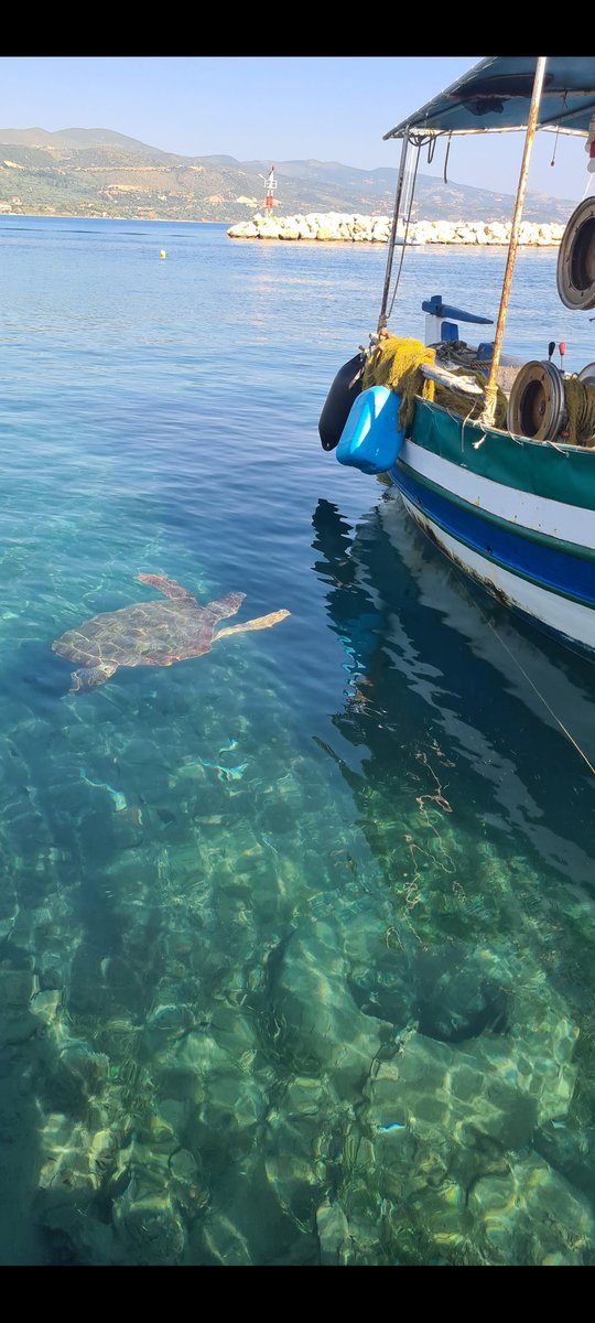 Alykanas Harbour Zante , Turtle spotting 😍