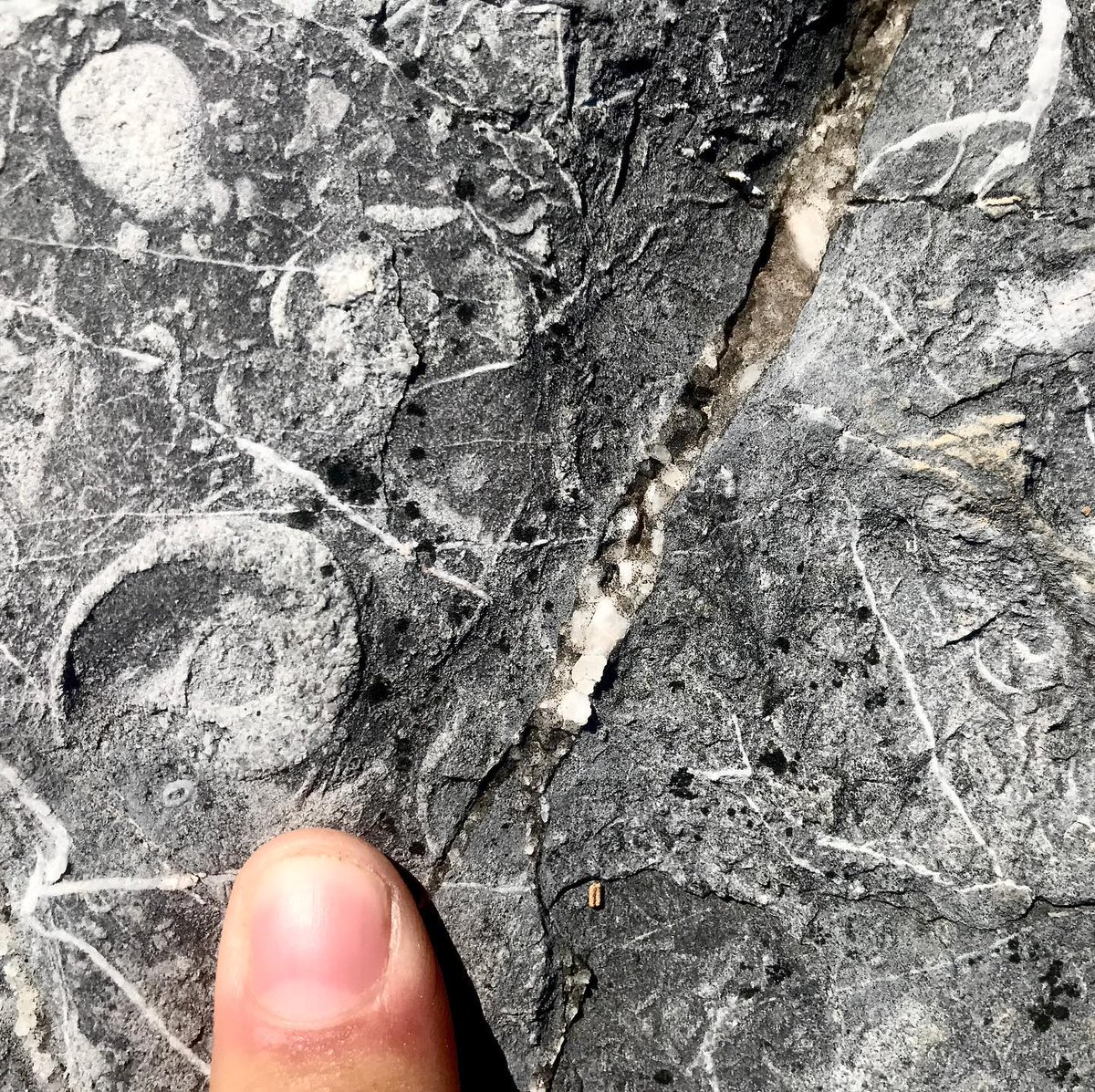 Have you ever wanted to find out more about where you live, and how our landscapes came to be? From July until September, we will be leading guided walks at geological sites of interest, all across Torbay!
Visit eventbrite.co.uk/o/taleblazers-… for full list of dates, times &amp; booking info