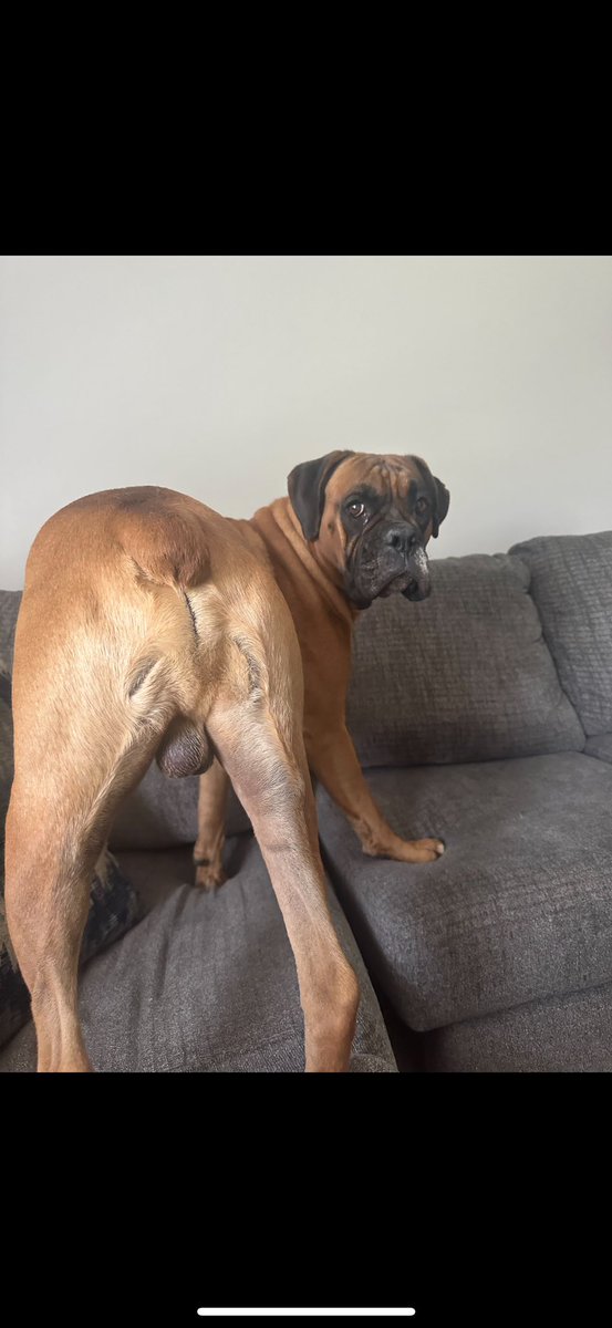 jmpoole65's tweet photo. Reggie mooning everyone. #cuteboxerdog #boxer #boxerdog #boxerdogsoftwitter #dogsoftwitter. https://t.co/cREYoRtHMT
