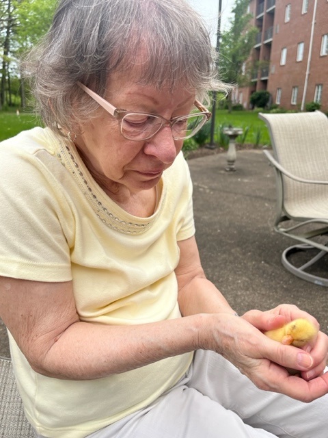 ConcordiaLM's tweet photo. #ConcordiaAtCabot residents hung out with some feathery friends. The little ducklings fit perfectly in their palms while Momma Duck kept an eye on her kiddos. To learn more about this quack-tacular community, visit https://t.co/eff2cLXjjX. #Ducks #FeatherFriends https://t.co/abWG8HxzuT