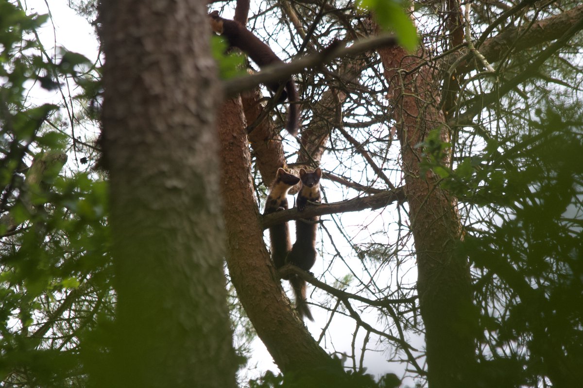Gewoon tegenaan geblunderd, ergens op de Veluwe. Drie boommarters! #inextase