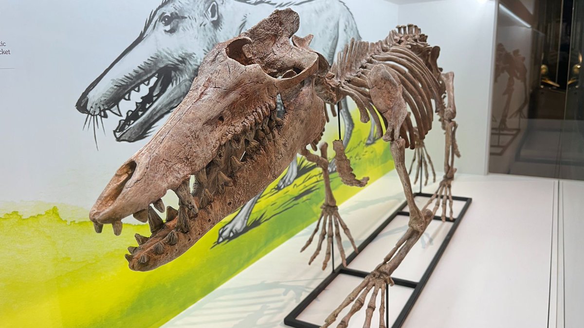 Royal Tyrrell Museum of Palaeontology tweet media