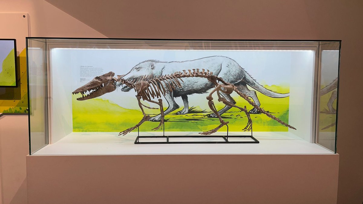 Royal Tyrrell Museum of Palaeontology tweet media