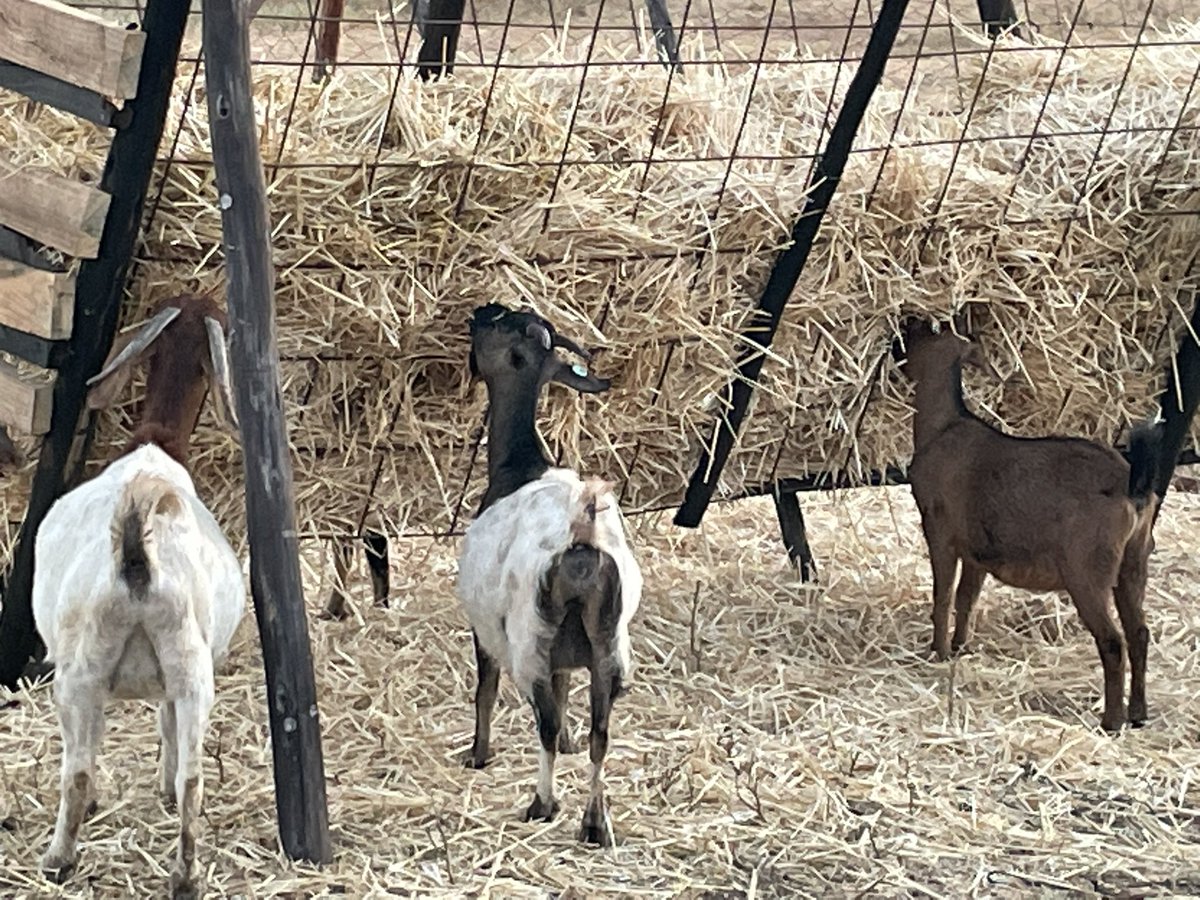 ScrubbsFarm's tweet image. Goats and sheep on winter snacks/supplements.  This is required as the veld is now poor, improvising with winter supplements being it nutrient blocks, molasses wheel licks, hay/wheat straws etc all helps to maintain a good body score.  

What supplements do you give at yours?