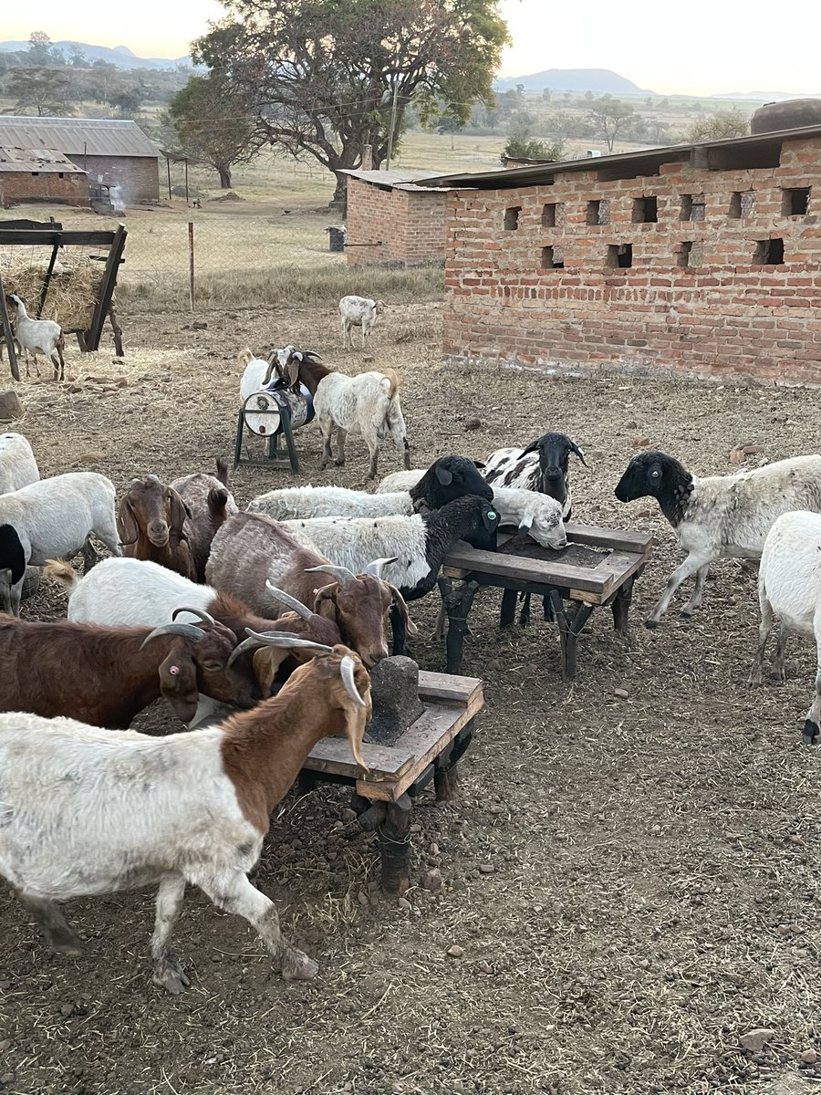 ScrubbsFarm's tweet image. Goats and sheep on winter snacks/supplements.  This is required as the veld is now poor, improvising with winter supplements being it nutrient blocks, molasses wheel licks, hay/wheat straws etc all helps to maintain a good body score.  

What supplements do you give at yours?
