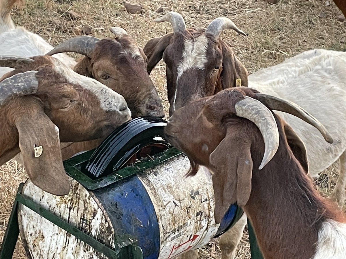 ScrubbsFarm's tweet image. Goats and sheep on winter snacks/supplements.  This is required as the veld is now poor, improvising with winter supplements being it nutrient blocks, molasses wheel licks, hay/wheat straws etc all helps to maintain a good body score.  

What supplements do you give at yours?
