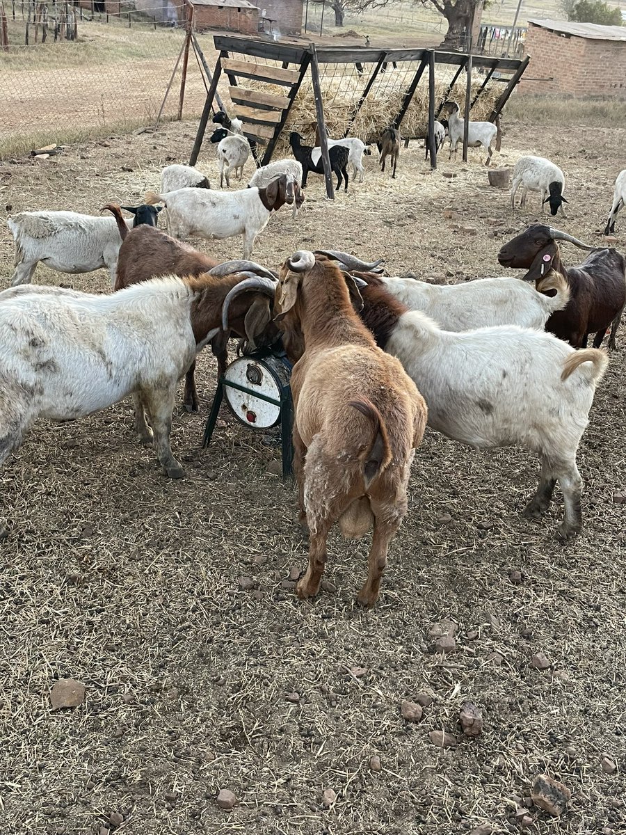 ScrubbsFarm's tweet image. Goats and sheep on winter snacks/supplements.  This is required as the veld is now poor, improvising with winter supplements being it nutrient blocks, molasses wheel licks, hay/wheat straws etc all helps to maintain a good body score.  

What supplements do you give at yours?