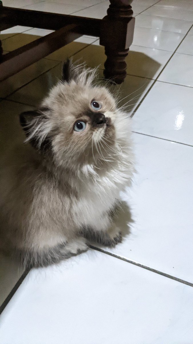 rafiharefa's tweet photo. conan kedua https://t.co/7zNV2syLqI